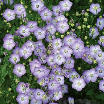 Колокольчик Campanula carpatica 'Samantha'